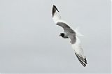 Swallow-tailed Gullborder=